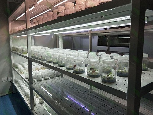 秦淮植物组织培养实验室设计建设方案